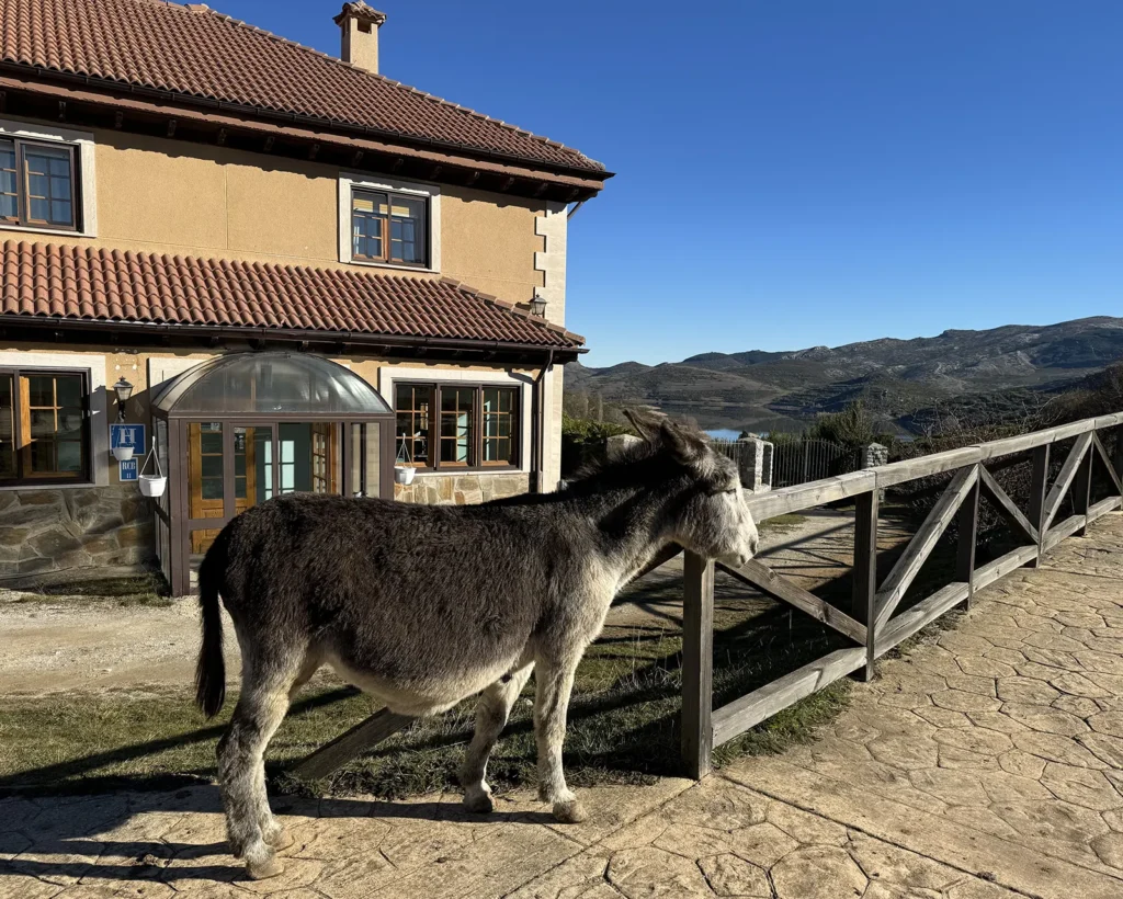 burro en el hotel pico espiguete