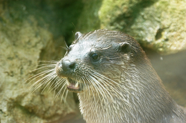 Animales (Nutria) Montaña Palentina