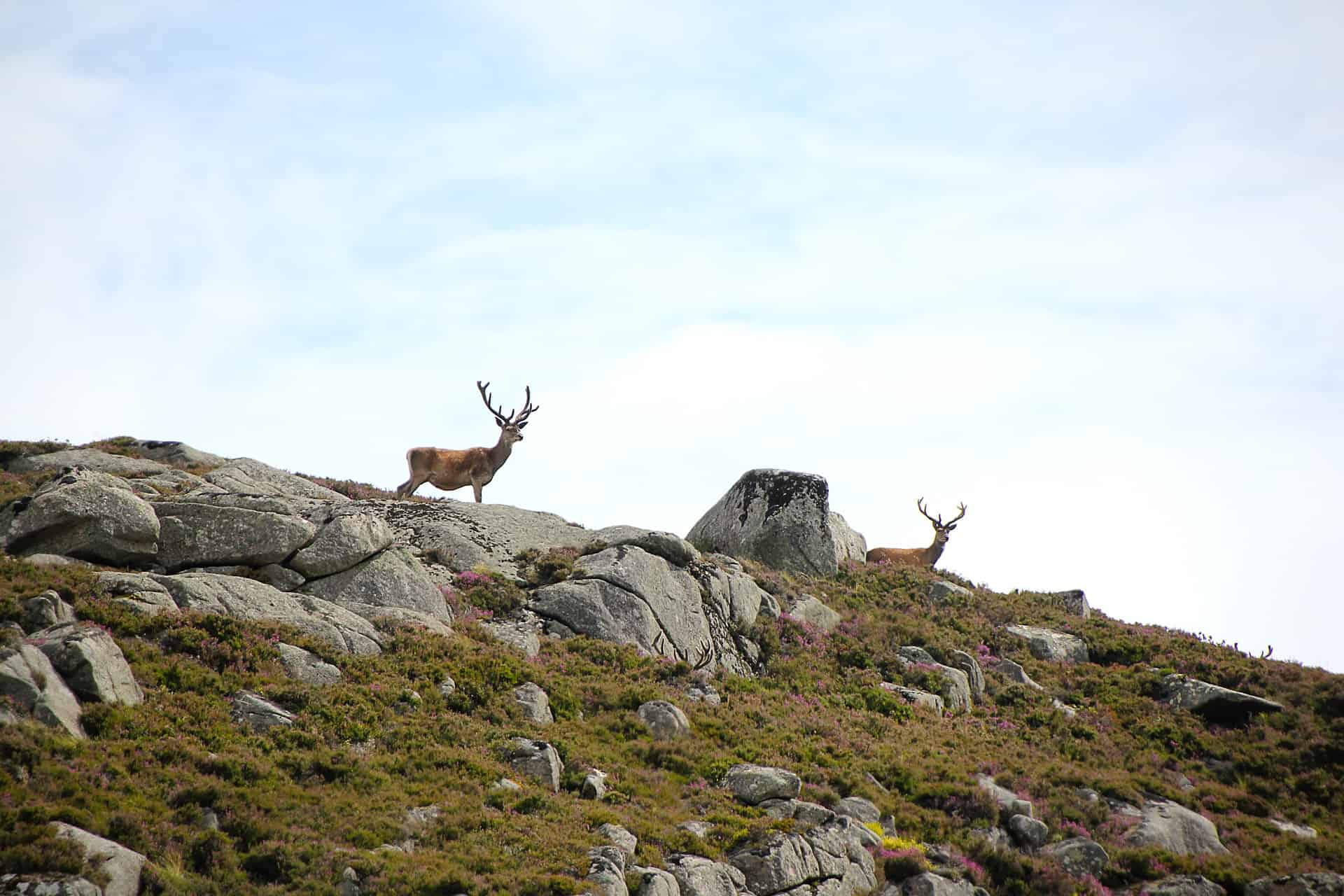 Ciervo en montaña palentina
